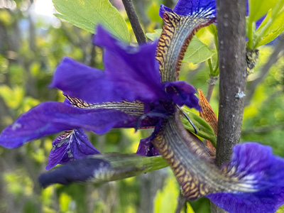 Wykorzystaj potencjał Blue Butterfly Pea Flower w domowym laboratorium i odkryj fascynujący świat zmiany kolorów. Te magiczne kwiaty nie tylko zdobią ogrody, ale również mogą stać się centrum ciekawych eksperymentów. Odkryj pięć fascynujących eksperymentów, które pozwolą Ci zgłębić tajemnice zmiany kolorów za pomocą Blue Butterfly Pea Flower. Od zmiany barwy w zależności od pH, po tworzenie kolorowych napojów i farb naturalnych – możliwości są nieograniczone. Przygotuj się na niezapomnianą podróż po barwnym świecie przyrody i nauki w swoim własnym domowym laboratorium.